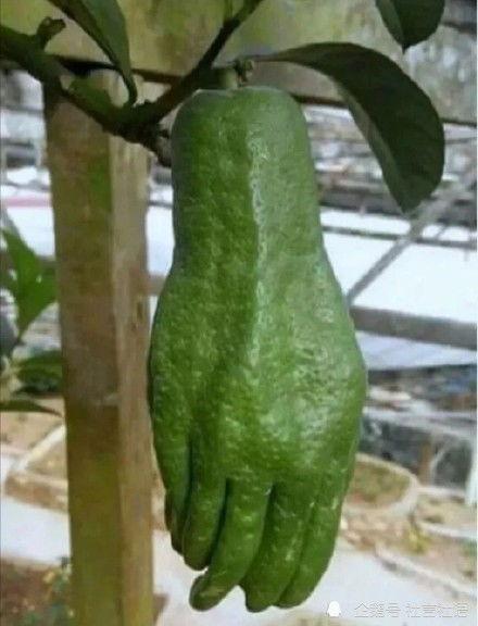 娱乐吃瓜大瓜